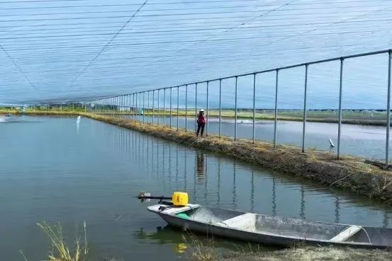 限时立减！手剥免浆的太湖大虾仁入口嫩嚼口弹舌尖鲜颗颗新鲜简单焯水就美味！(图4)