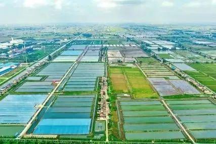 限时立减！手剥免浆的太湖大虾仁入口嫩嚼口弹舌尖鲜颗颗新鲜简单焯水就美味！(图3)