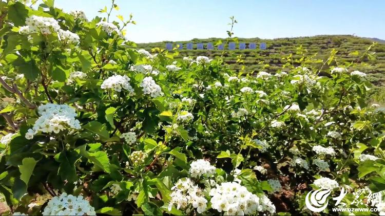 潍坊临朐：“山楂花海”散落为“富民长卷”(图1)