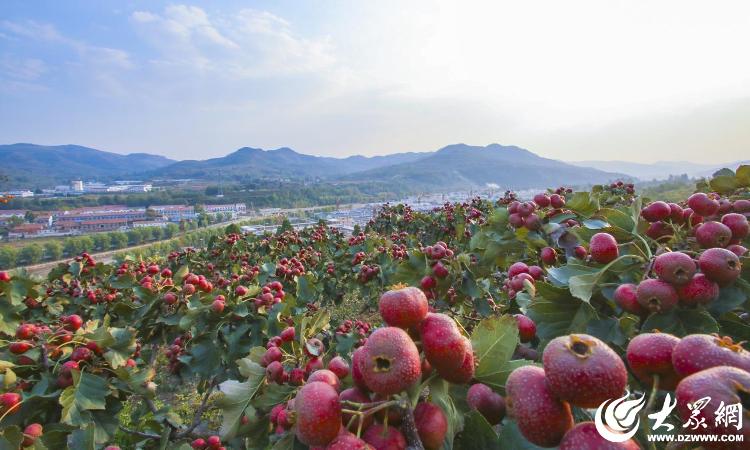 潍坊临朐：“山楂花海”散落为“富民长卷”(图2)
