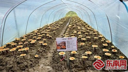 浦城：聚焦“一优两特三宝”打造特色农业产业矩阵(图4)