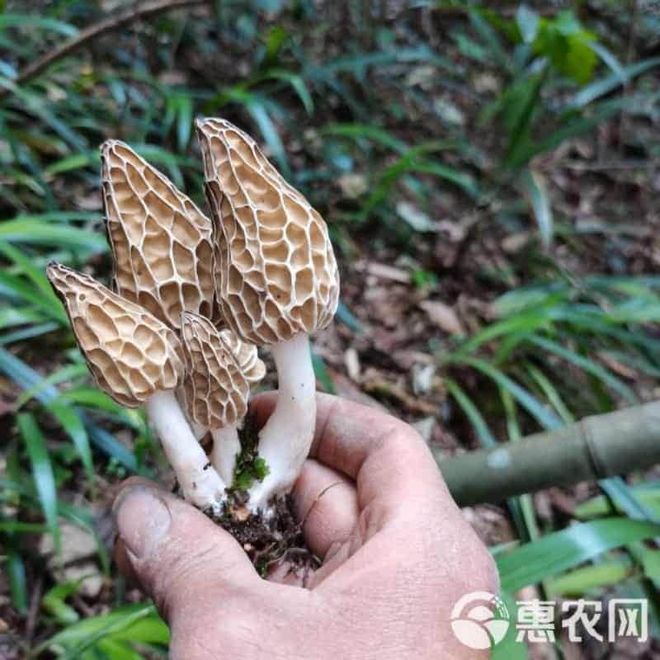 正式发布！哪里买干羊肚菌？(图1)