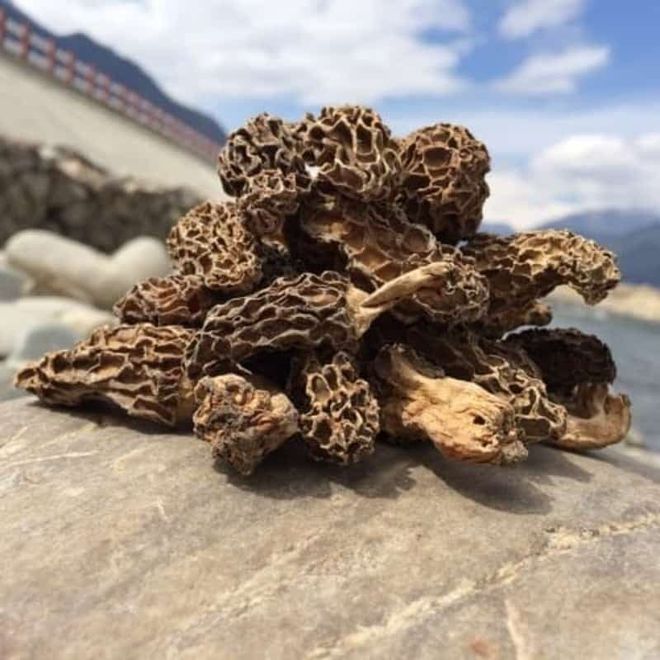 羊肚菌公司怎么选：深度测评与避坑技巧(图1)